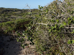 Dovyalis rotundifolia