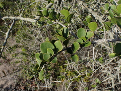 Dovyalis rotundifolia