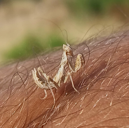 European Dwarf Mantis
