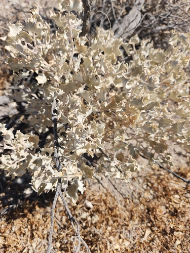 Atriplex hymenelytra, photograph 2