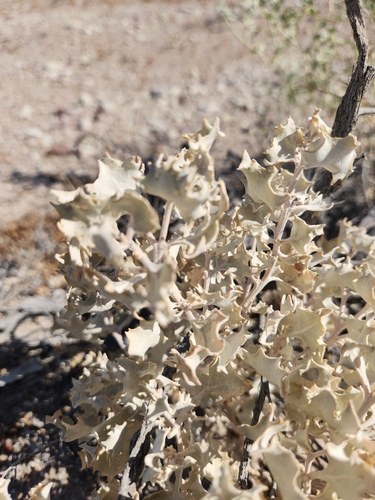 Atriplex hymenelytra, photograph 3