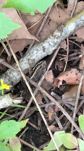 Pickerel Frog