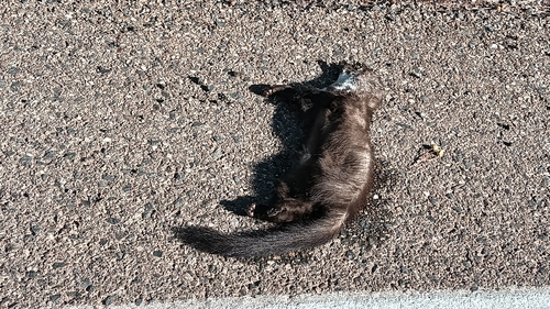 Stone Marten