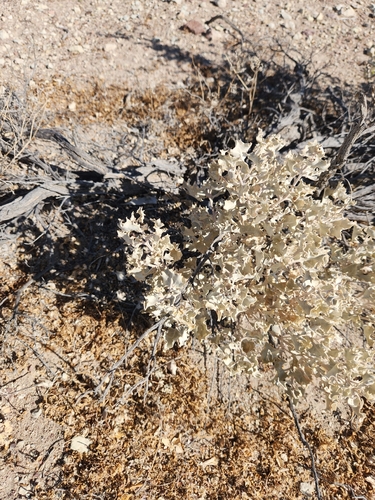 Atriplex hymenelytra, photograph 4