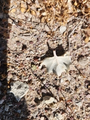 Atriplex hymenelytra, photograph (c) Mary Lata, some rights reserved (CC BY)
