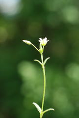Cerastium holosteoides