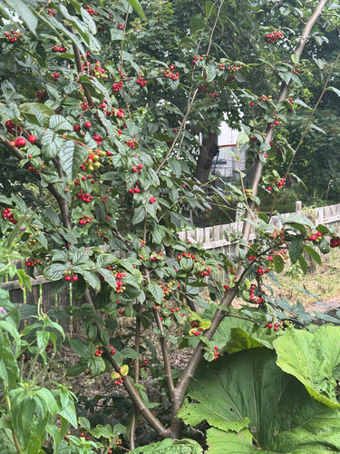 Cotoneaster bullatus, photograph 3