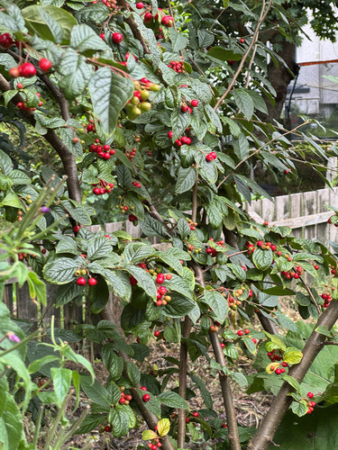 Cotoneaster bullatus, photograph 2