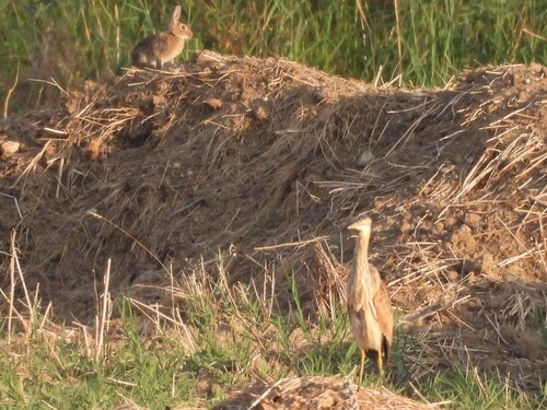 European Rabbit