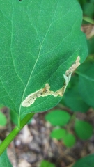 Aulagromyza cornigera