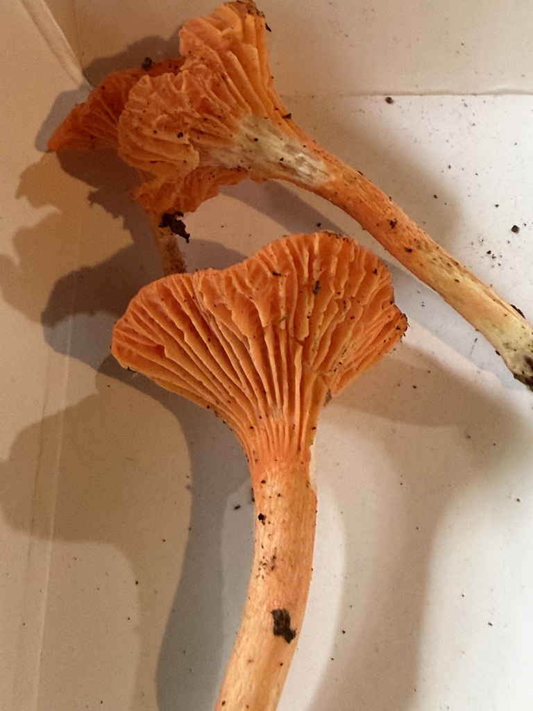 Red Chanterelle · August 2026 · photo: Photo: (c) Julie Travaglini, some rights reserved (CC BY) · iNaturalist