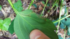 Aulagromyza cornigera