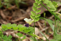 Vicia barbazitae