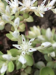 Sedum ternatum