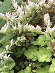 Sedum ternatum