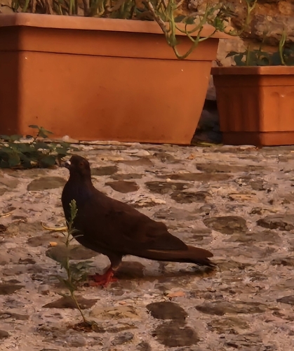 Feral Pigeon