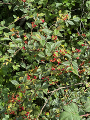 Cotoneaster bullatus