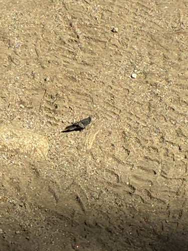 iNaturalist observation photo of Fontana Grasshopper