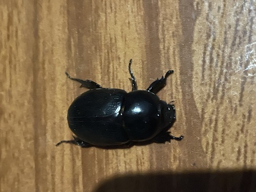 Tomarus bituberculatus