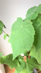 Sparrmannia africana