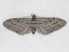 Eupithecia behrensata