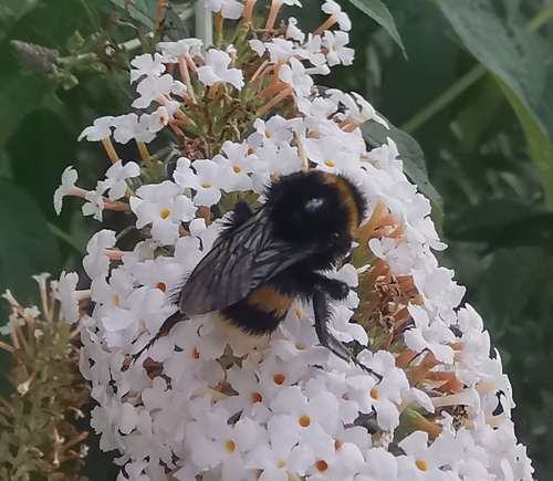 Buff-tailed Bumble Bee