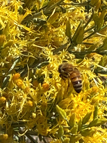 iNaturalist observation photo of Western Honey Bee