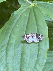 Trichodezia californiata