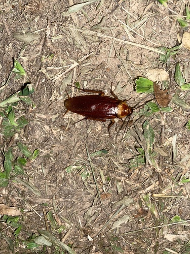 American Cockroach