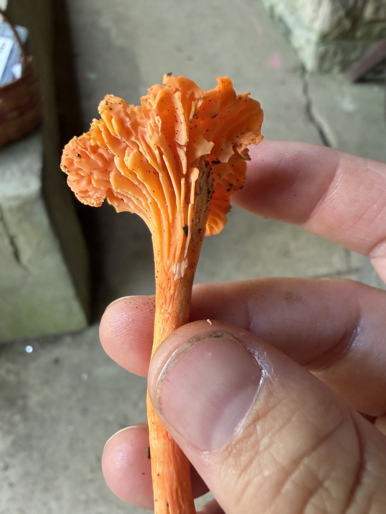 Red Chanterelle · August 2026 · photo: Photo: (c) Julie Travaglini, some rights reserved (CC BY) · iNaturalist