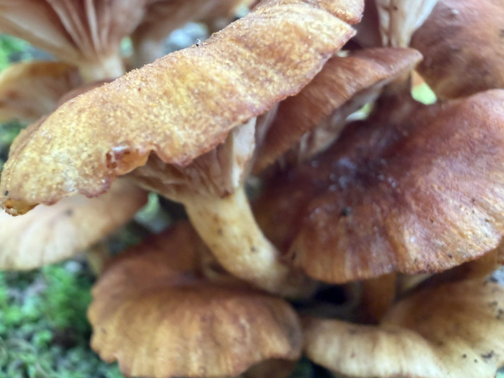 Ringless Honey Mushroom · August 2026 · photo: Photo: (c) Stephen Sikes, some rights reserved (CC BY) · iNaturalist