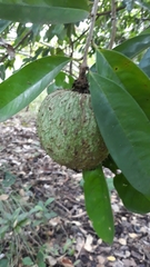 Annona montana