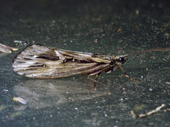 Phryganea grandis