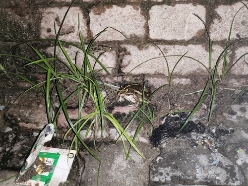 Indus Valley Bullfrog