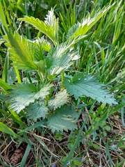 Urtica dioica