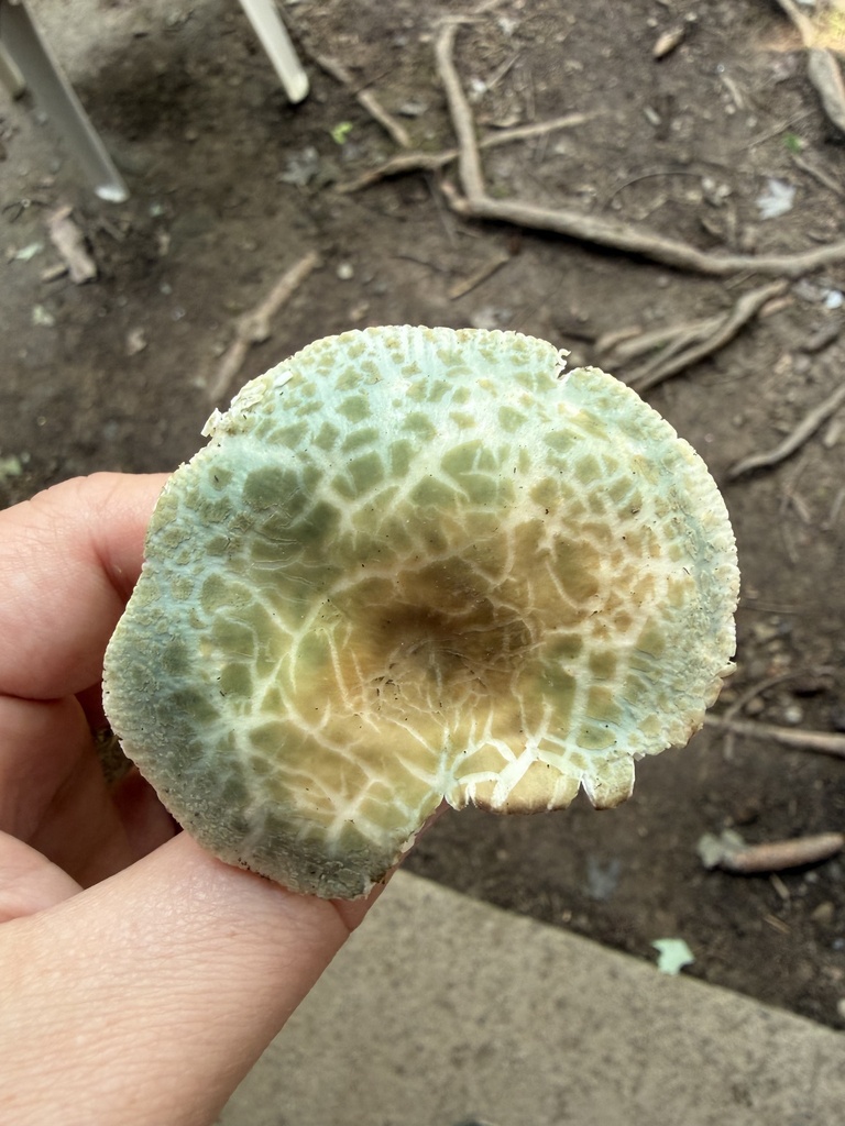Blue-green Cracking Russula · August 2026 · photo: Photo: (c) Julie Travaglini, some rights reserved (CC BY) · iNaturalist