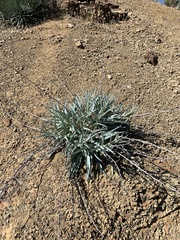 Stephanomeria cichoriacea