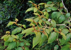 Lycianthes limitanea