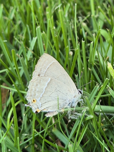 Purple hairstreak