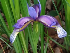 Iris graminea