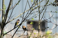 Carduelis carduelis