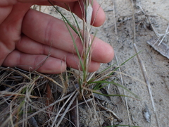 Pentameris heptameris