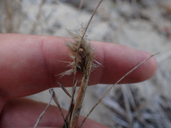 Pentameris heptameris