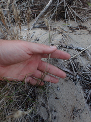 Pentameris heptameris