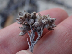 Helichrysum versicolor