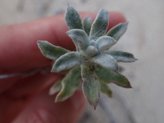 Helichrysum versicolor