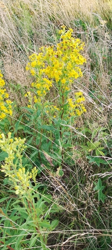 European goldenrod