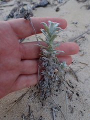 Helichrysum versicolor