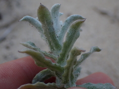 Helichrysum versicolor