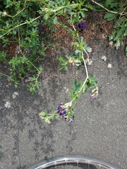 Medicago sativa